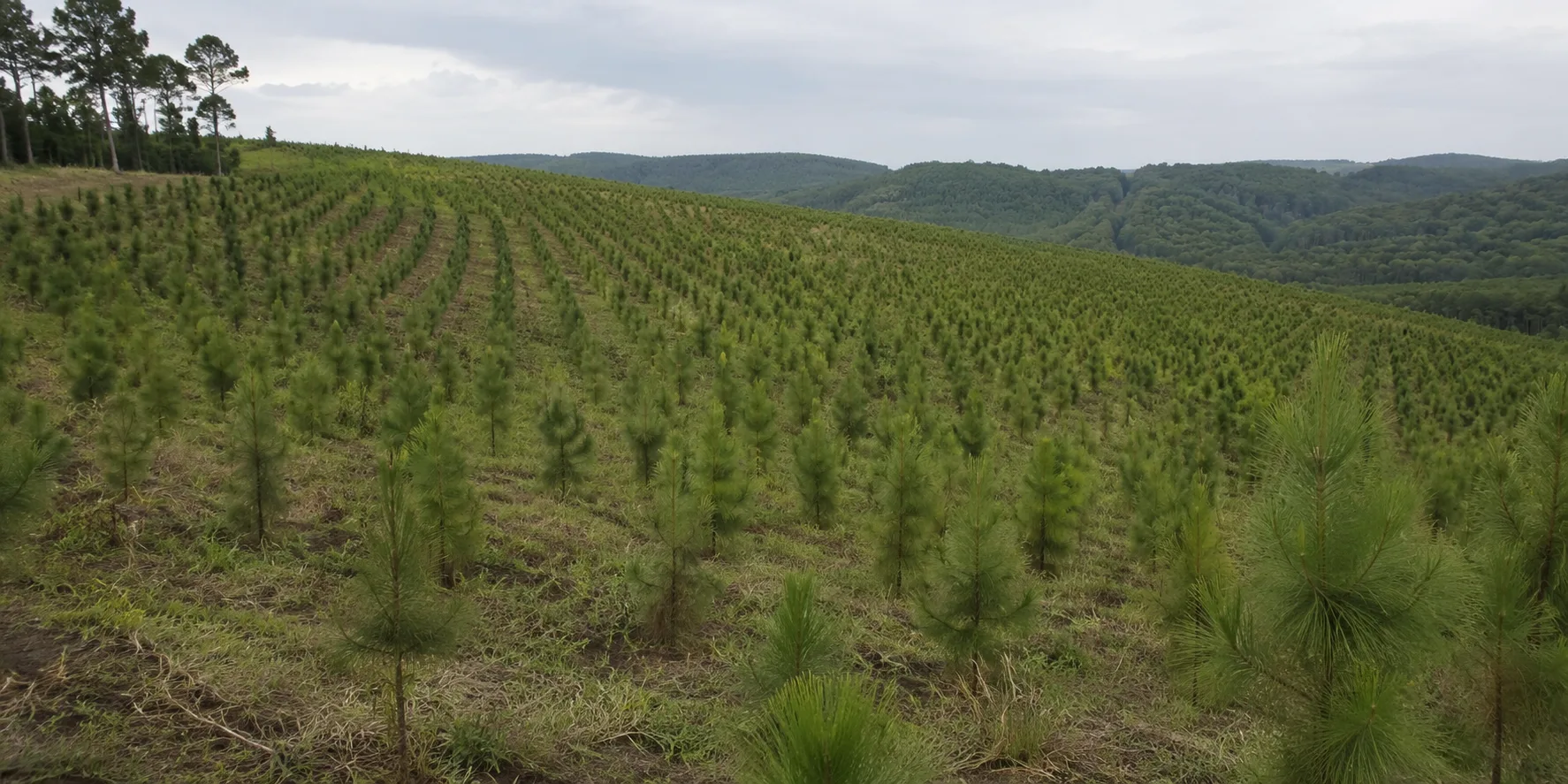Plantación joven de pinos en Misiones